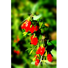 Superfood Dried Goji Berry in Ningxia--380grains/50g